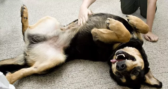 Why Do Dogs Love Belly Rub? Know it Before You Own It!