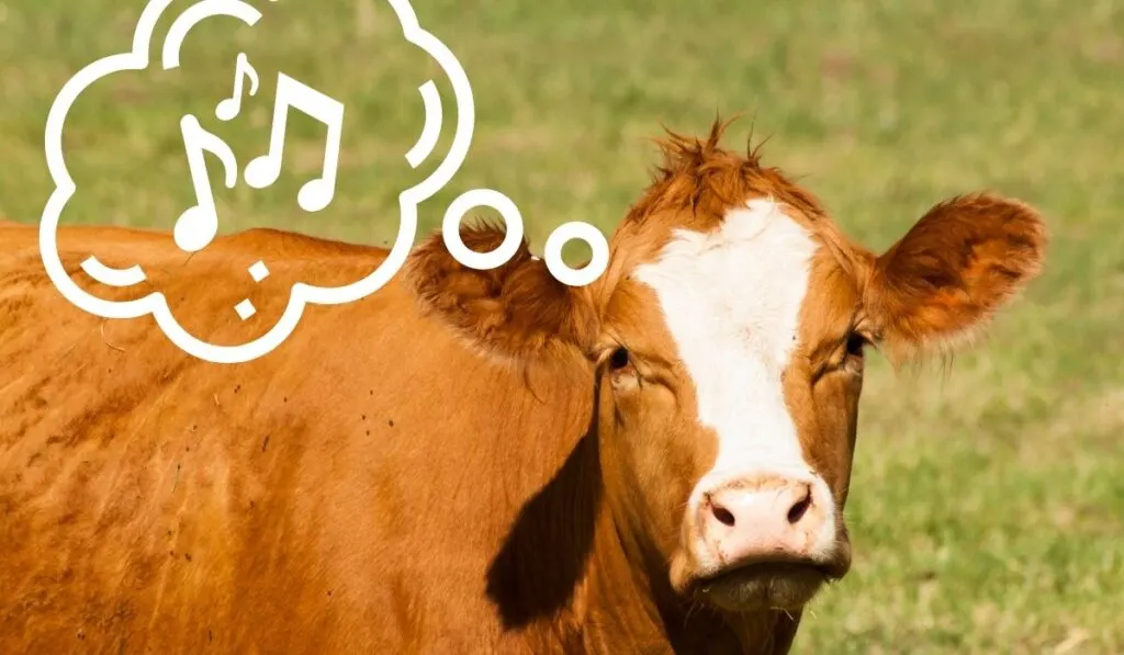 Cows: Songs About Dogs