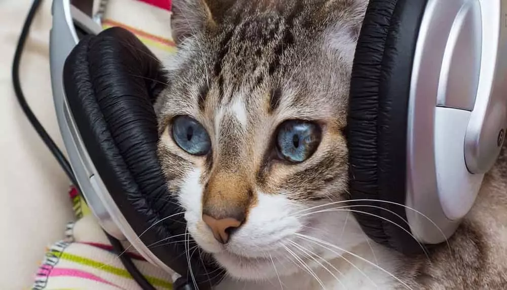 Cats listening to music: Songs About Dogs