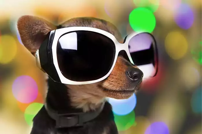 Dogs in Black Sunglasses 
