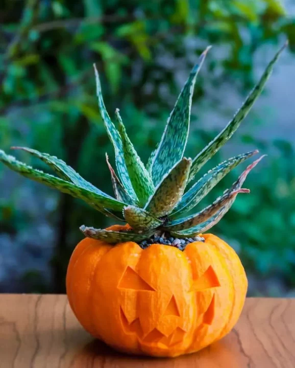 jack-o-lantern planter: Halloween Gifts 