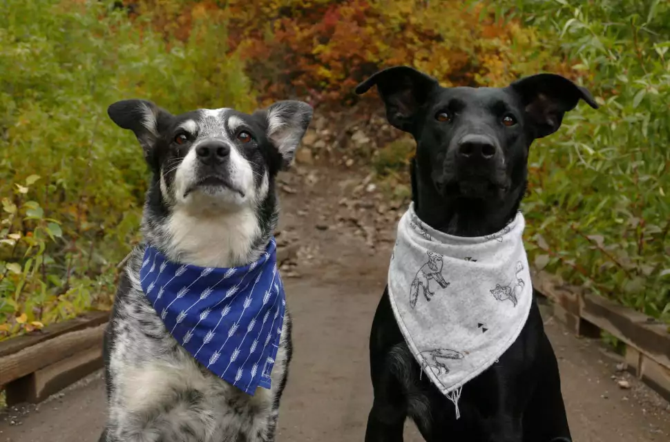 Dogs In Bandana- How To Street Style Your Dog?