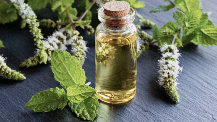 #3 Peppermint Oil | Oil To Reduce The Hickey’s Mark!!