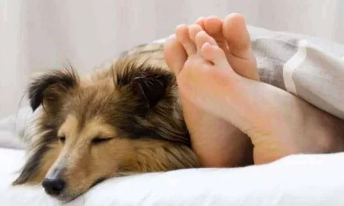 Why Does My Dog Sleep At My Feet? Most Intrigued Mystery Gets Solved!