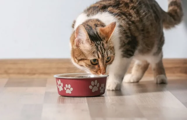 Cat Licks Food But Doesn't Eat | 4 Commons Reasons Why This May Be Happening!