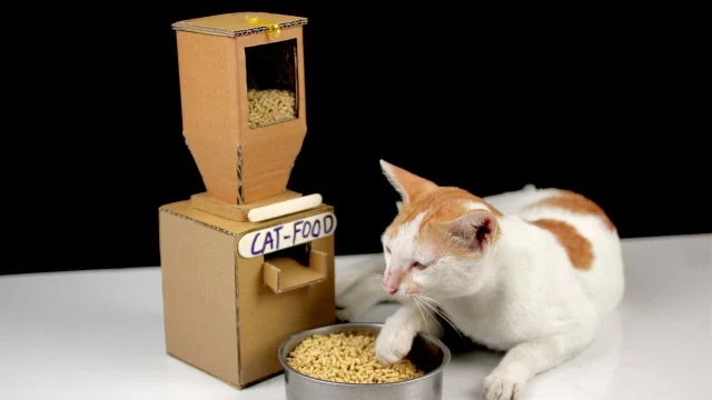 Cat Licks Food But Doesn't Eat | 4 Commons Reasons Why This May Be Happening!
