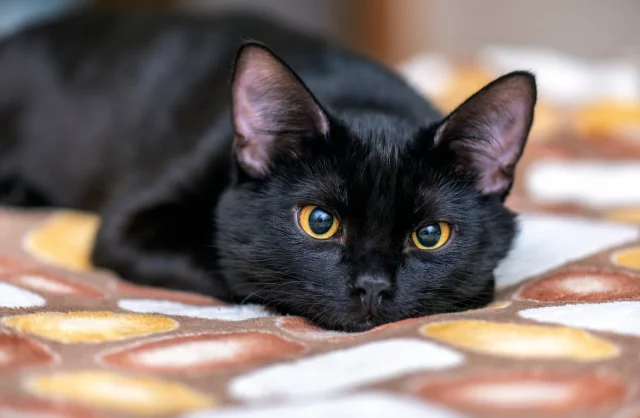 12 Best Home Remedies To Stop Cats From Pooping on Carpet