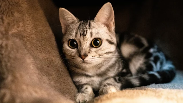 Do Cats Know When You Are Sad? We Finally Have An Answer!