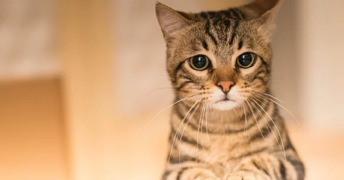 Do Cats Know When You Are Sad? We Finally Have An Answer!