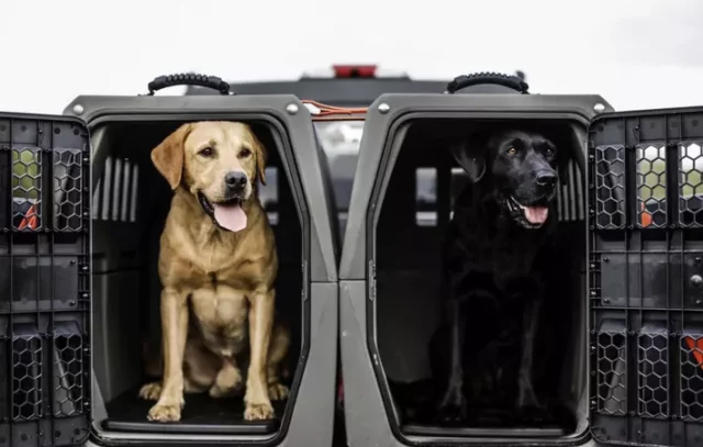 Where To Find The Best Hunting Dog Crates And Kennels For Your Pooch!