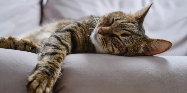 Does Your Cat Makes Groaning Noise When Sleeping? Find Why