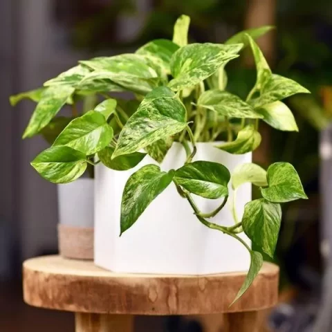 Plants That Clean The Air | Breathe The Fresh Air In!
