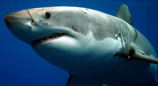 Where To Watch Shark Week 2022 For Free? The Sea Predators Are Here!