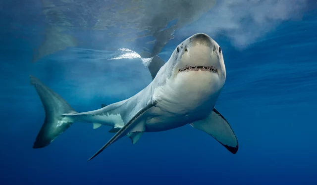 Where To Watch Shark Week 2022 For Free? The Sea Predators Are Here!