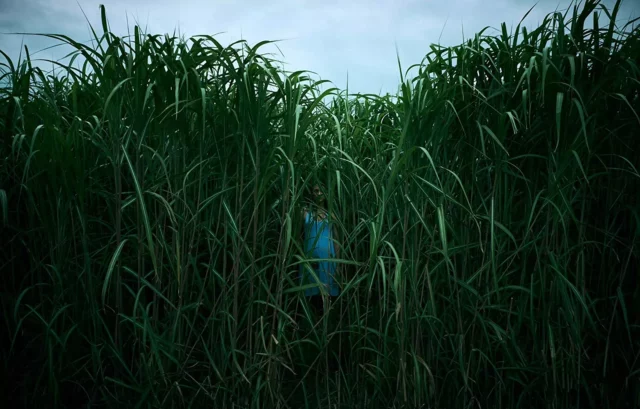 Where Was In The Tall Grass Filmed? A Canadian Supernatural Flick!!
