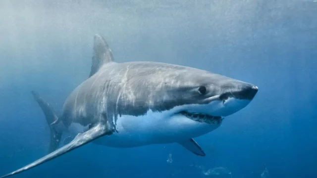 Where To Watch Envoy Shark Cull For Free Online? A Bone-Chilling Documentary!