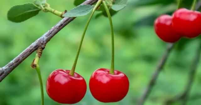 What Does Cherry Mean On Snapchat? Fun Meaning To Know!