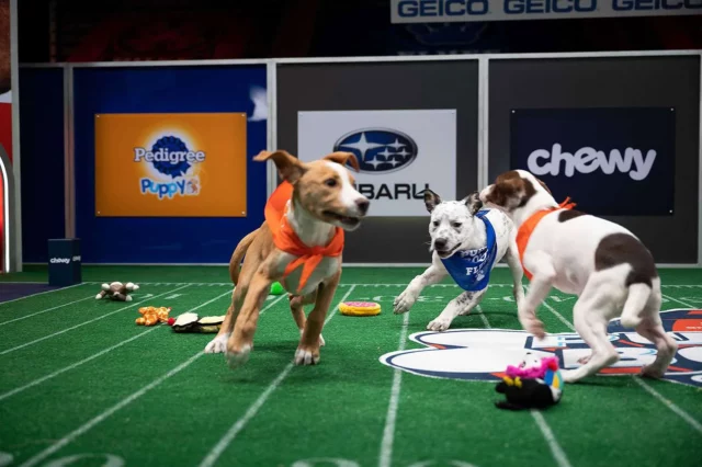 Where To Watch Puppy Bowl For Free Online? A Unique Television Special!