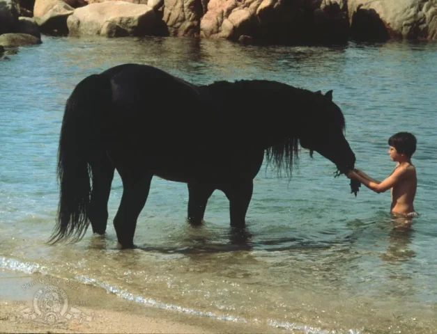 Where Was The Black Stallion Filmed? A Magnificent Family Drama Flick From 1979!!