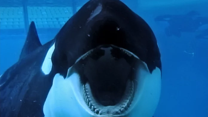 Where To Watch Blackfish For Free Online?