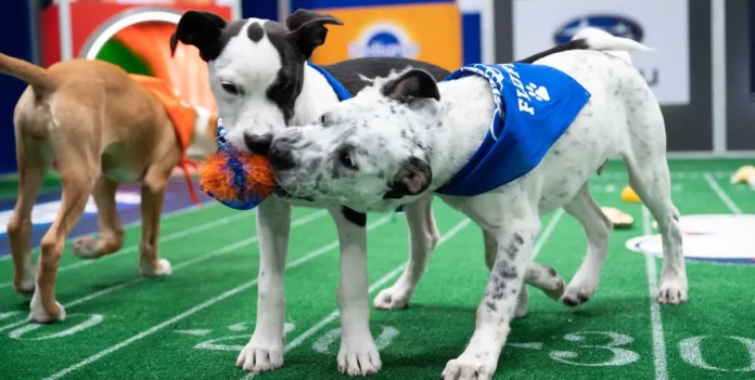 Where To Watch Puppy Bowl For Free Online? A Unique Television Special!