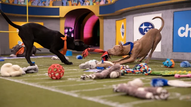 Where To Watch Puppy Bowl For Free Online? A Unique Television Special!