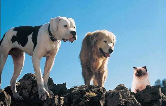 Where Was Homeward Bound Filmed? An Epic Adventure Comedy Flick From 1993!!