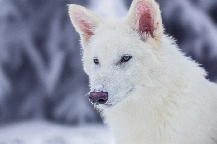white wolf image